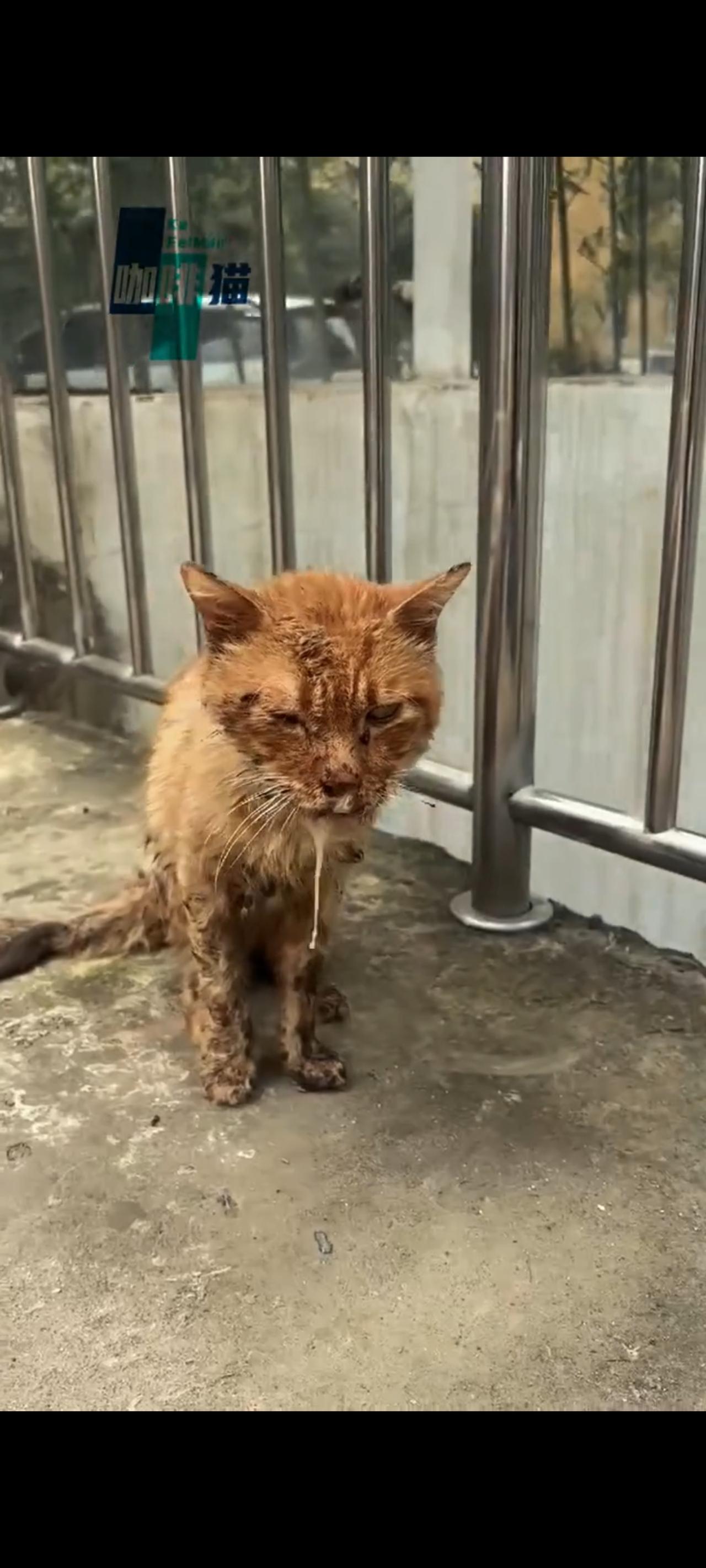不知道这只橘猫究竟患上了什么严重的疾病，此时的她即将摇摇欲坠，突然来到人类的面前