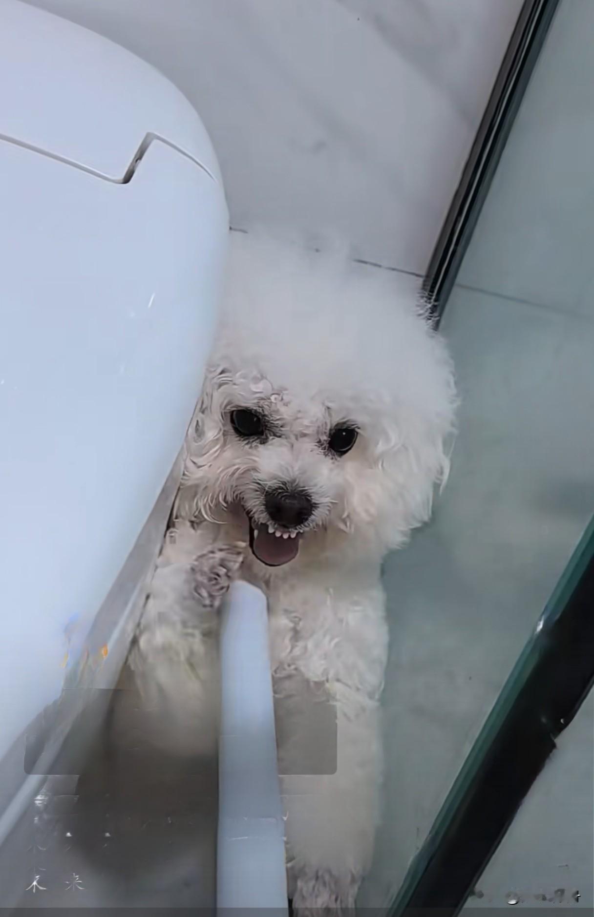 这只小狗是小时候买来养大的，长大后越来越不听话，老是随地大小便，怎么教也教不好。