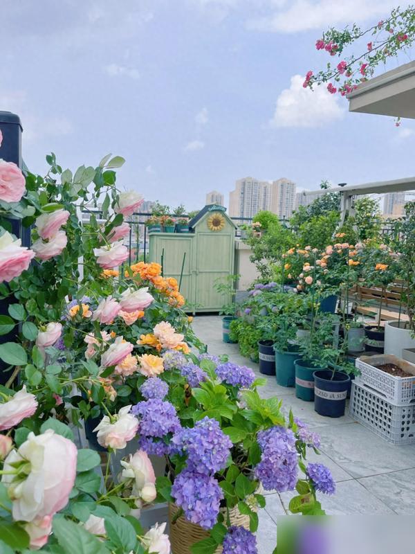 夏天养死花的痛谁懂啊！刚开得艳的长寿花、蟹爪兰，突然就黑腐烂根——原来它们高温要