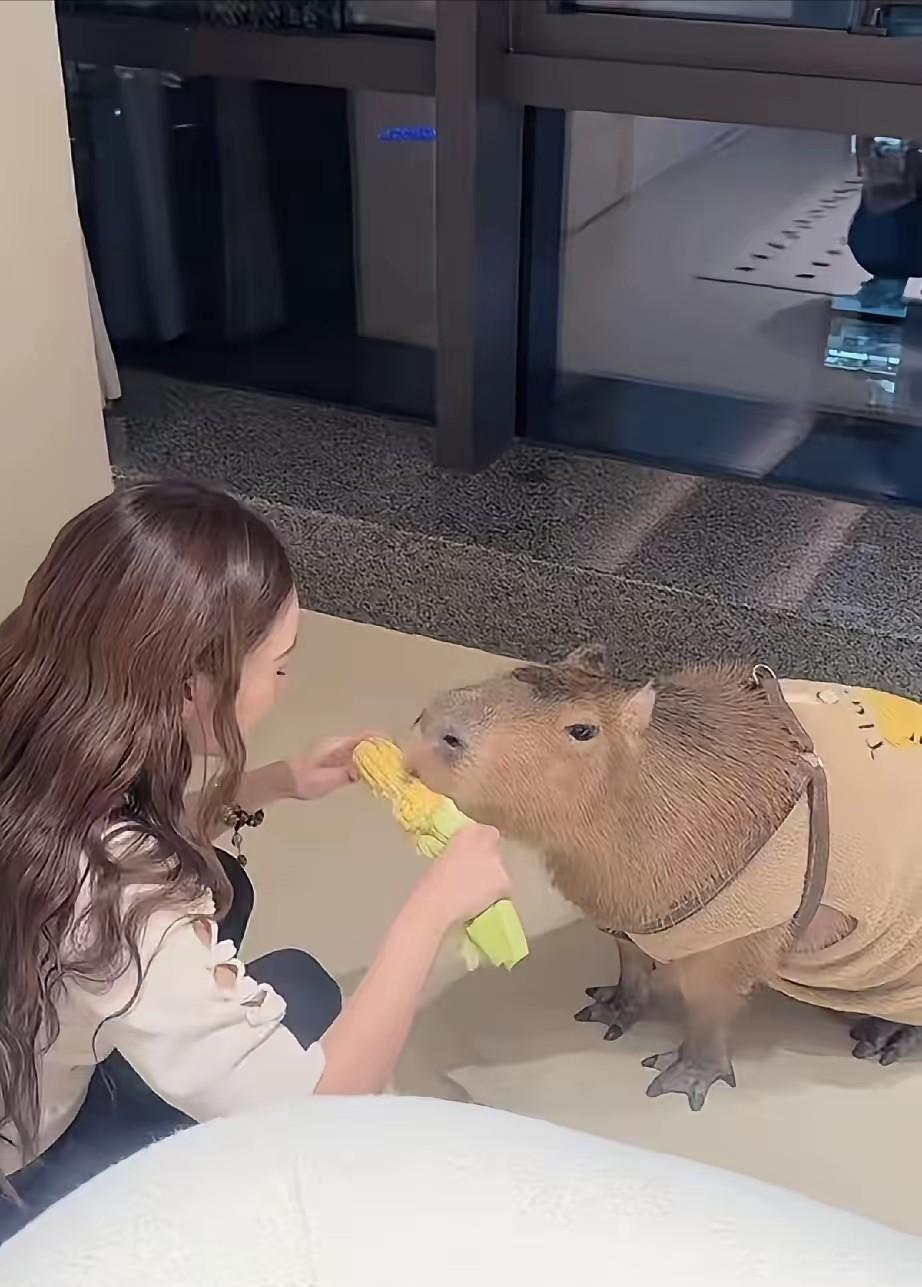 小玥儿和小霖霖知道爸爸妈妈要给他们要弟弟或妹妹了，面对这个消息小玥儿很平静，小霖