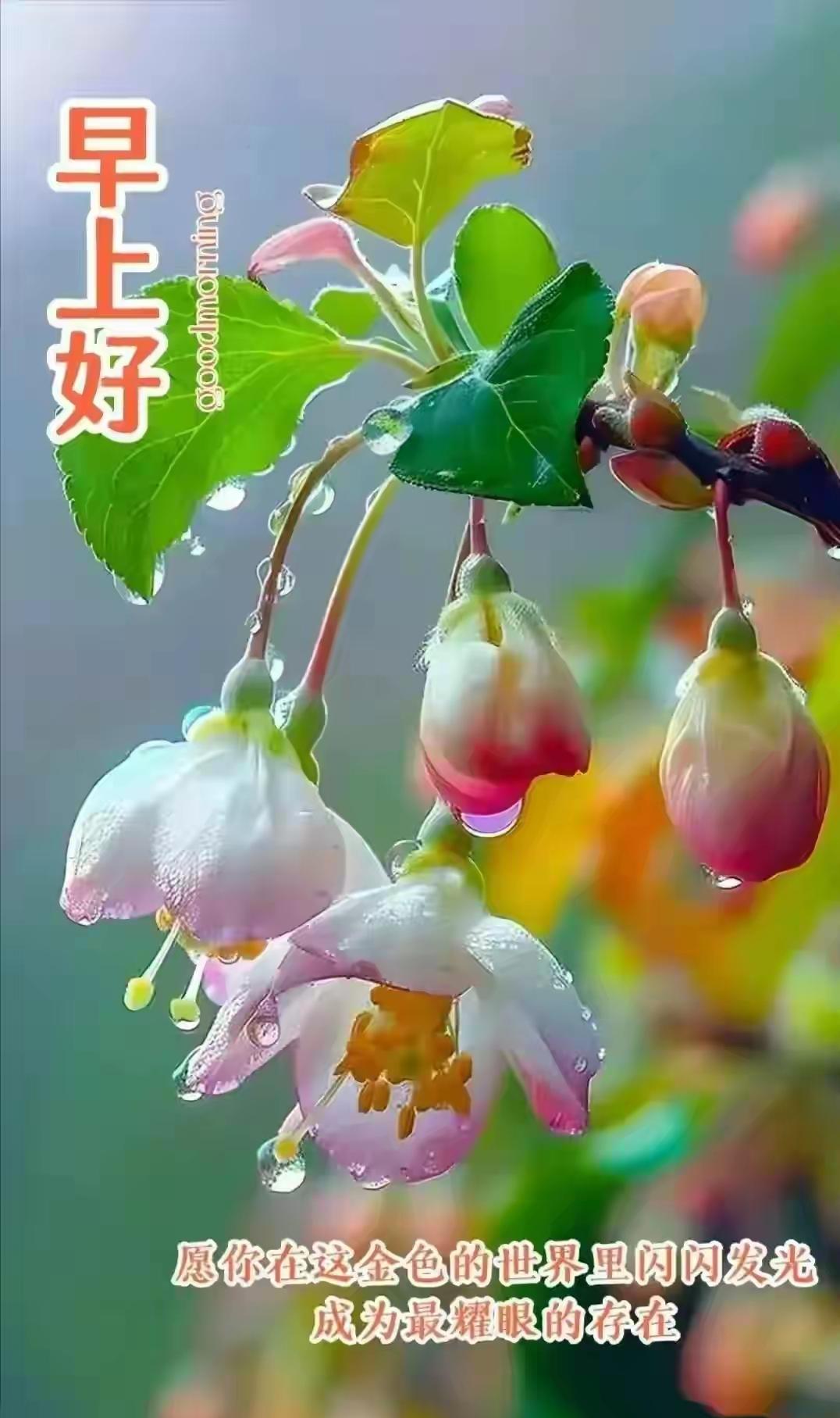 晨光漫过窗棂时，总忍不住想把这份鲜活分享给你——愿你推开窗有微风拂面，喝到的第一