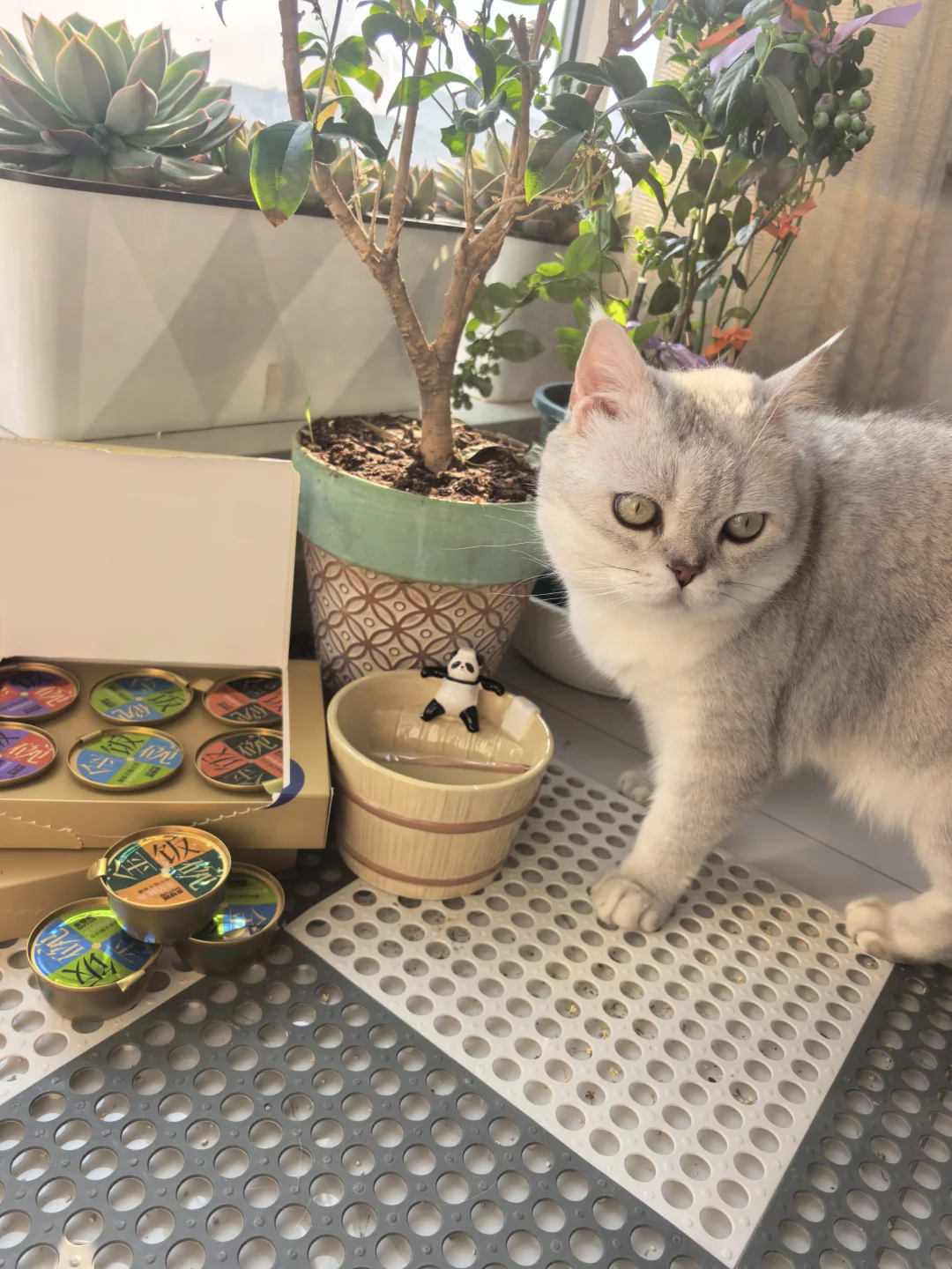 这罐是我家猫的“奶盖饭”本饭 🥛