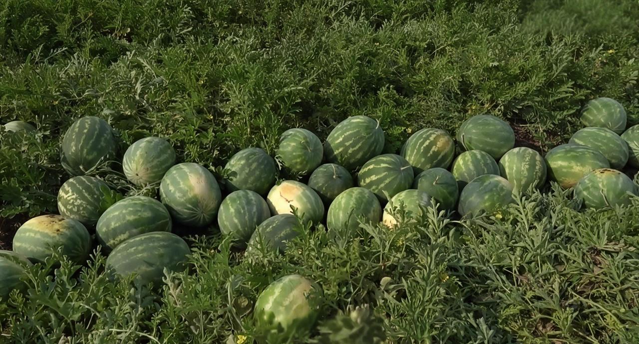 人在外地四十年，心里最惦记的，还是老家那口甜。🍉唐河出了个冯友兰，这大家都
