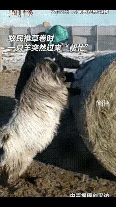 万物有灵！内蒙古，一牧民在草场推草卷时，身后一只羊突然跑过来“咩咩”叫个不停，牧