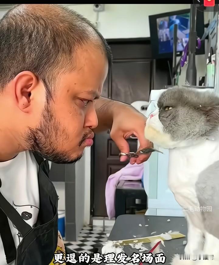 有人说，猫的面相会改变的，谁养的猫就像谁，你长的可爱，你的猫就很可爱，你长的凶巴