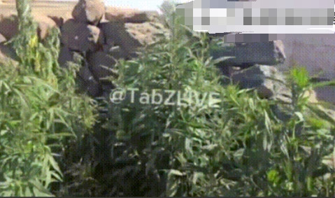 攻入苏韦达省的叙利亚阿拉伯部落武装近日发现了一小片德鲁兹人种植的大麻田。据称，这