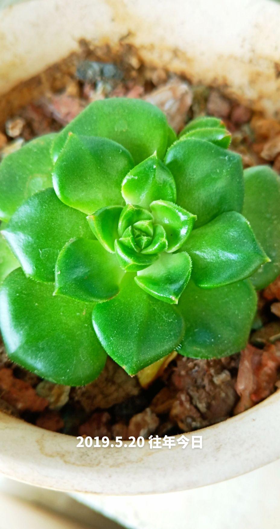 花卉绿植
