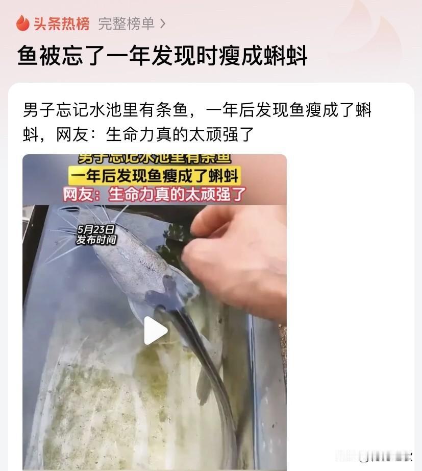 厉害了我，这条鱼，应该有个“鱼坚强”的外号。真的是倔强生命的都是别人家的，自