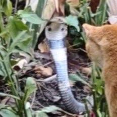 广州越秀公园最近出了个江湖奇闻，一条一米多长的眼镜蛇从草丛窜出来，眼看就要爬到人