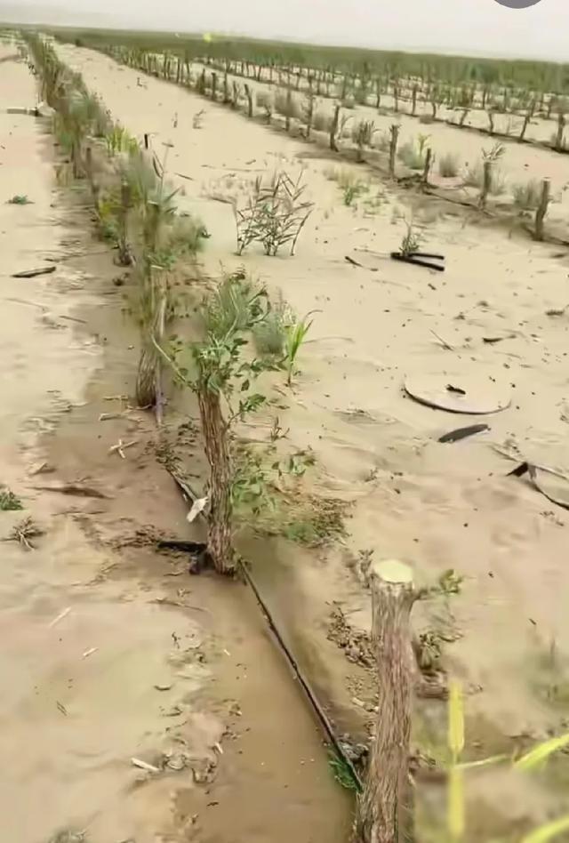你能想像？中国最大的塔可拉玛干沙漠成功锁边后，曾用推土机把沙丘铲平，铺设滴管网络