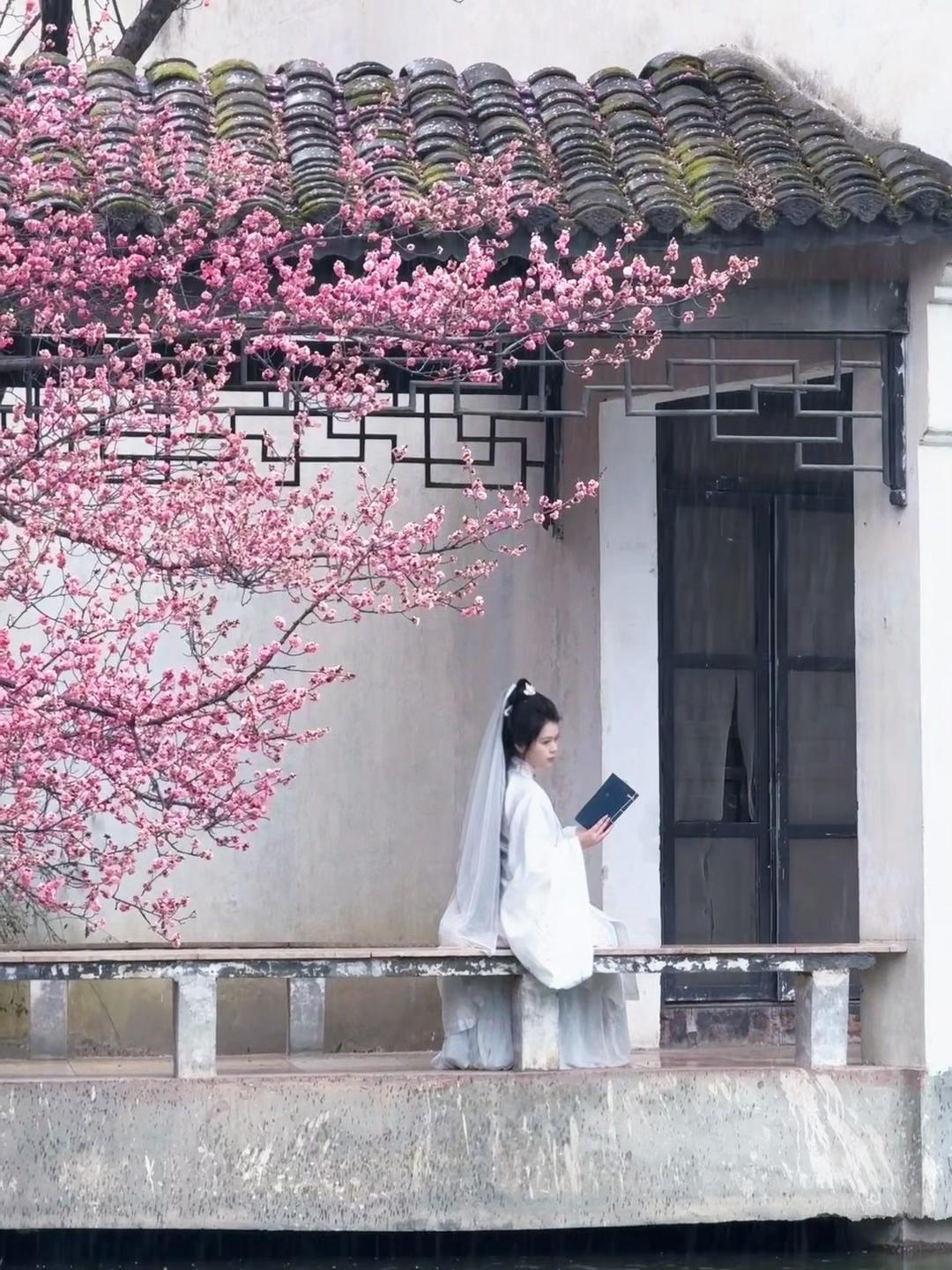 超喜欢苏景园的梅花！