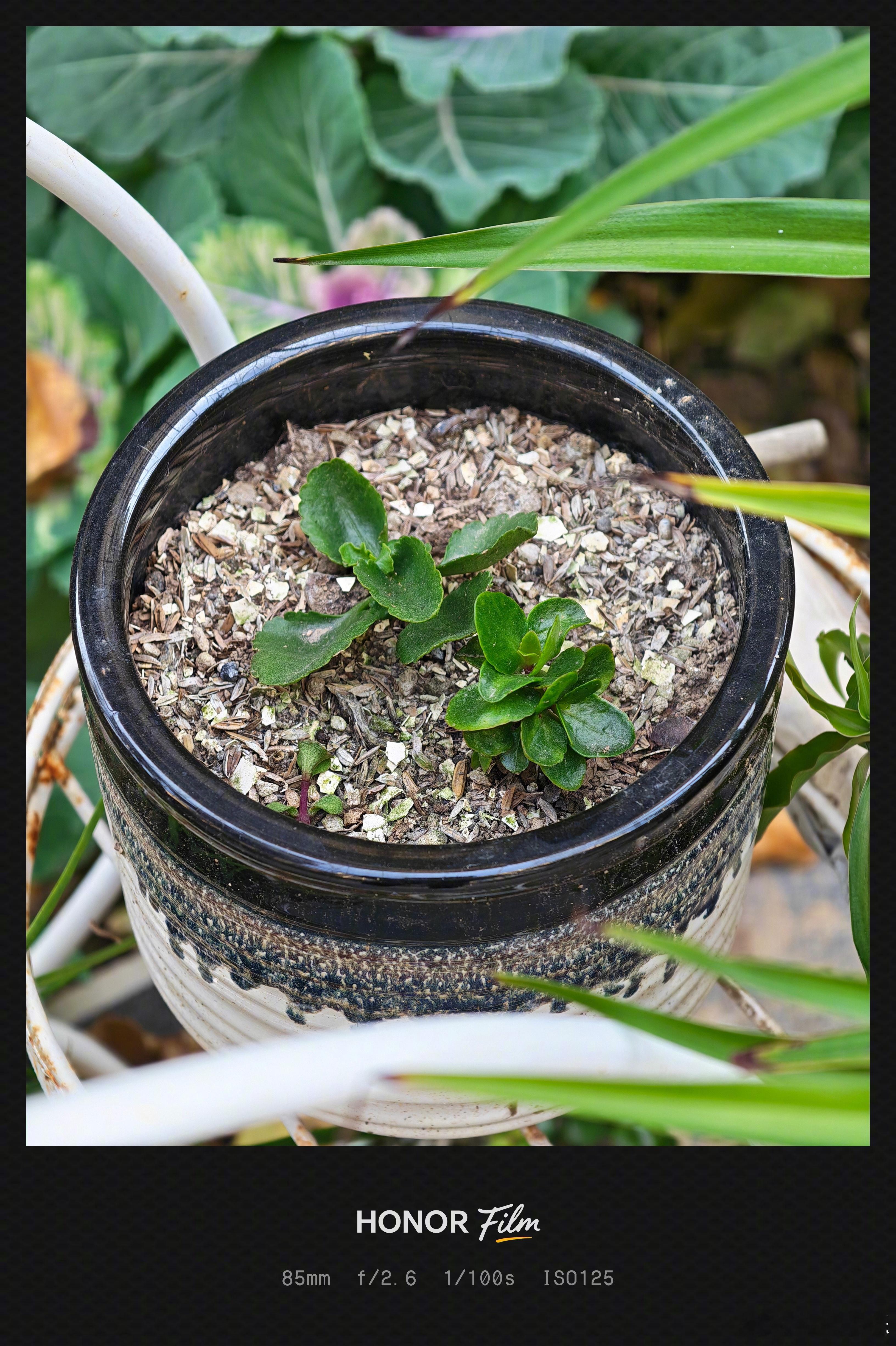 现在太喜欢用荣耀拍照了，焦段丰富实用，长焦画质好，搭配不同风格的水印相框，怎么拍