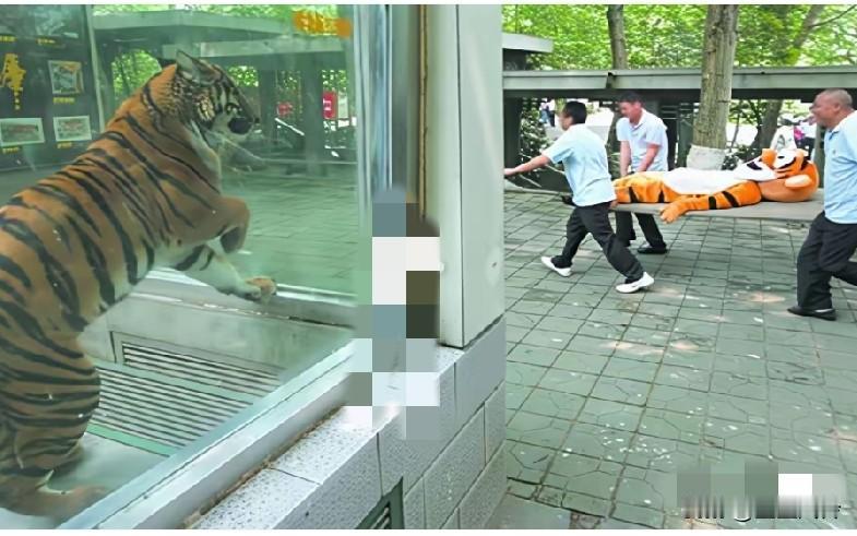 为防止老虎逃跑，动物园上演一场“杀鸡儆猴”，镜头记录爆笑画面，哈哈哈！扮成小动