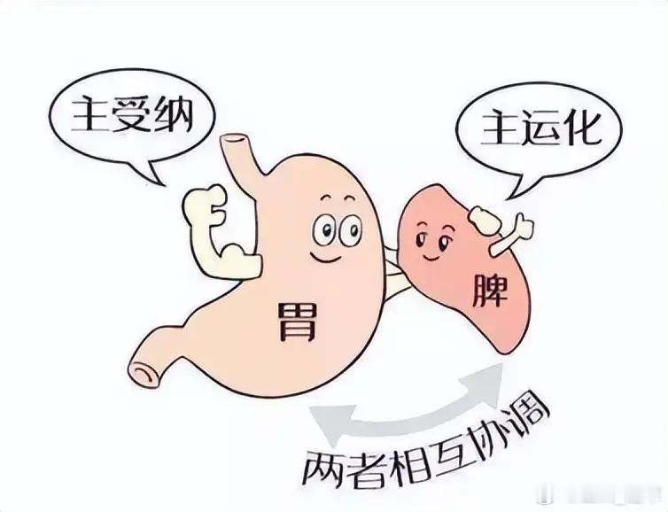肥胖是中焦堵肥胖，不是单纯吃多，根源在于中焦堵。很多人以为肥胖就是营养过剩，要节
