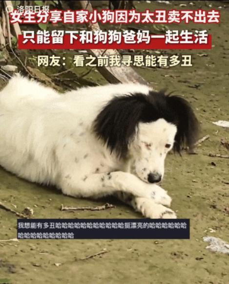 “笑不活了！”北京一网友发视频称自家的小狗因太丑卖不出去，只能留下和狗狗爸爸妈妈
