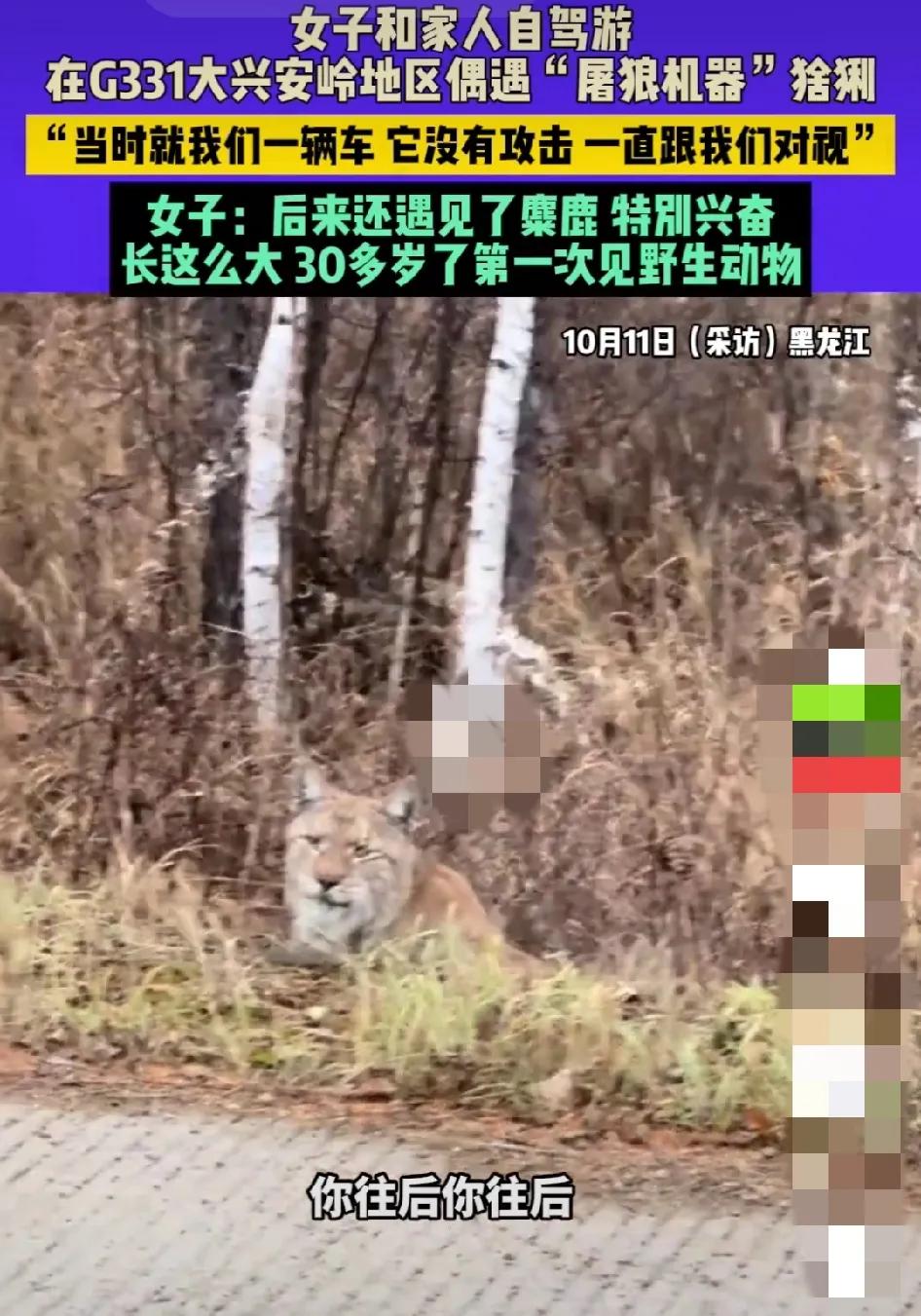 猞猁传说中的神兽，吉庆的祥瑞，它可以让狼绝子绝孙，民间称屠狼机器！是世界上最大的