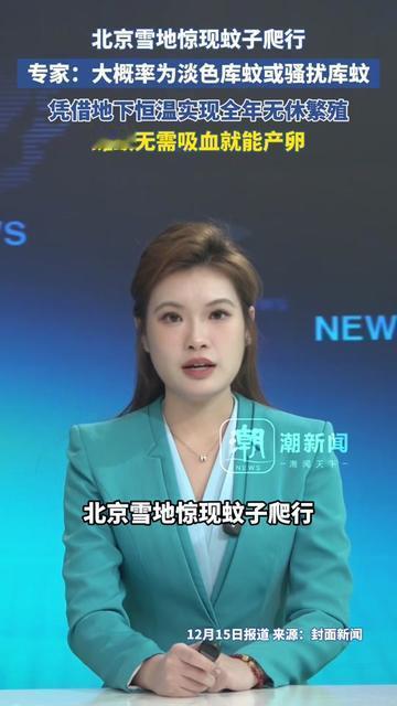 北京人最近都懵了，雪地里居然爬着蚊子？咱以前冬天躲被窝还笑蚊子熬不过冬，结果人