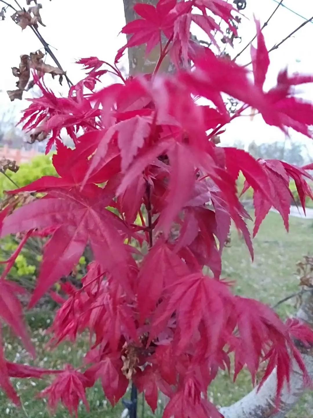 侄子处了一个女朋友，聊三个月，年前想去家里看看，女孩父母说做生意没时间，过了年，