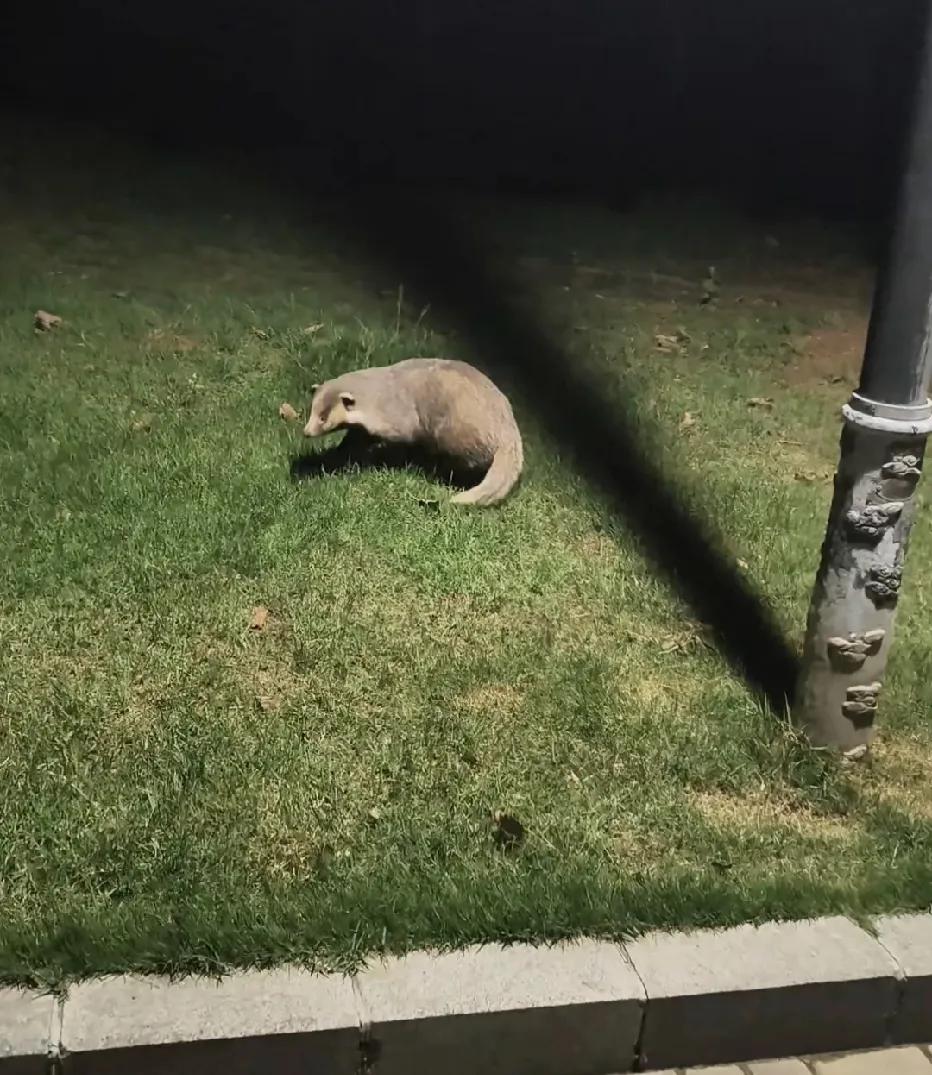 赵苑公园惊现不明生物！网友晚上在丛台公园散步时候，在草地上拍到一只从没见过的物
