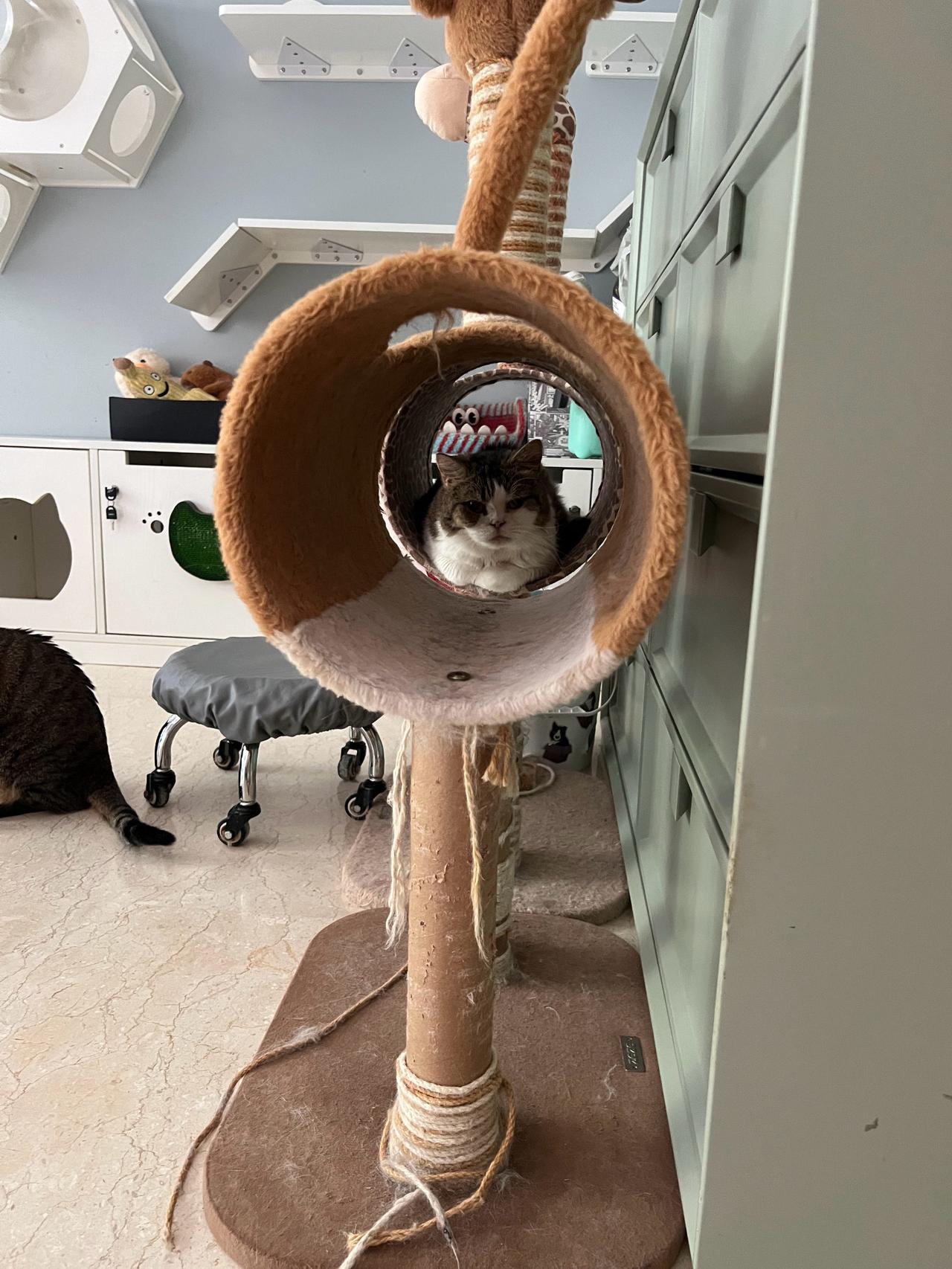 猫猫大炮填充完毕！随时准备发射，请长官下达指令[加油]