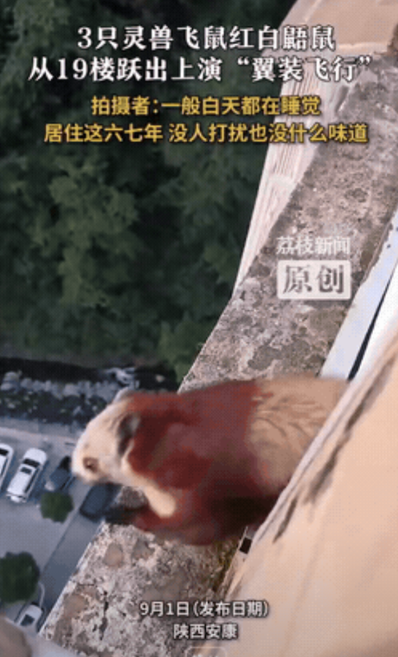 “长见识了！”陕西，男子在家休息时，突然听到阳台有动静，他跑出来一看，竟然发现3