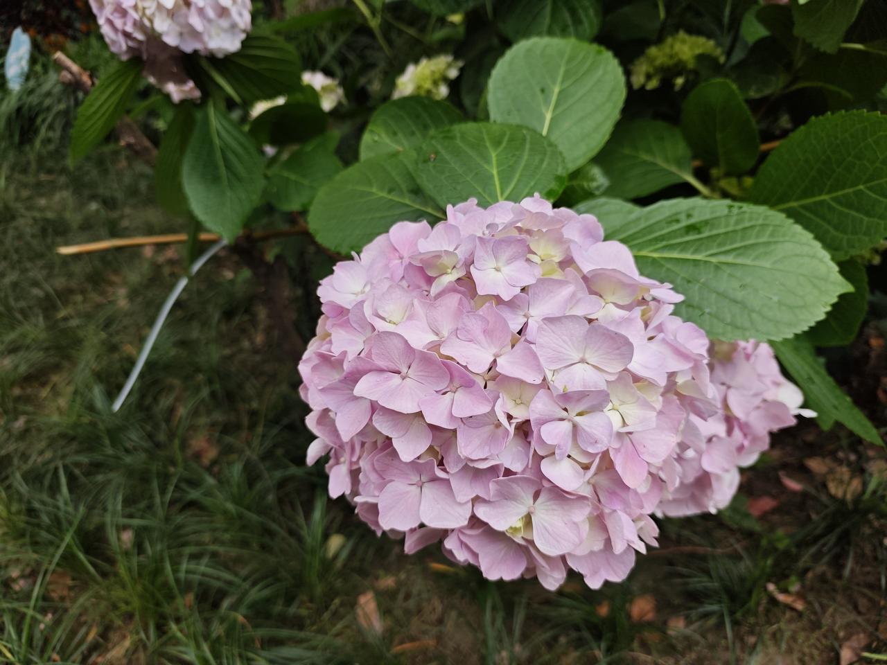 杭州的木绣球花开了，从远处看木绣球花那自由纯白浪漫的色彩瀑布太治愈了心情了，树下