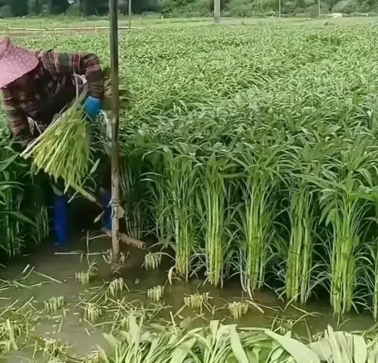 朋友说这是蒜苔，看着不像啊