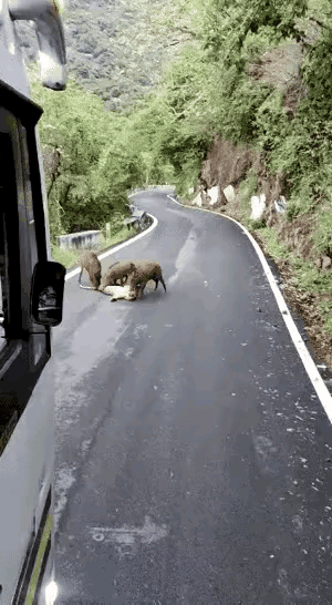 意不意外惊不惊喜？你没看错，野猪反杀猎豹～👀