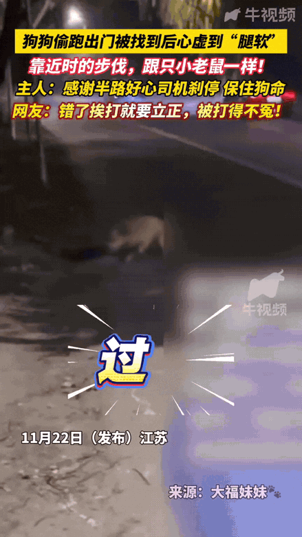 笑不活了！江苏一狗狗趁主人忙乱偷跑出门，全家人找了大半夜，差点急哭！结果找到时，