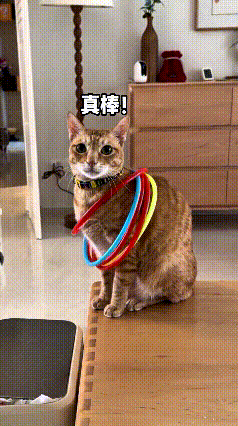 这户人家足足养了七只猫咪，主人买回来一堆彩色塑料圈，打算拿这个套圈跟家里小猫一块