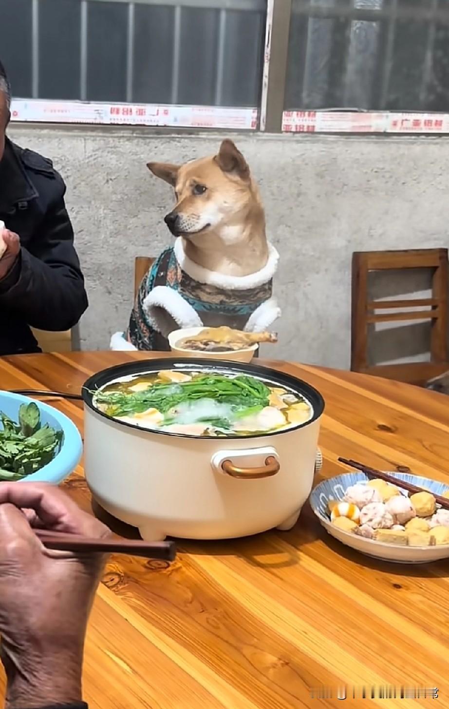 鸡腿让土狗满脸无奈：只想出去玩！看到这只土狗我直接笑喷了！穿着花毛衣正襟危