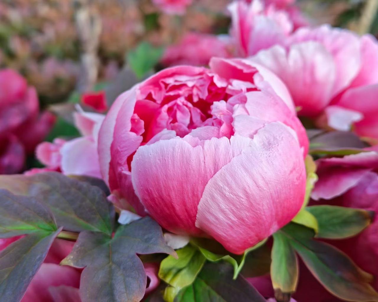 春风如约，牡丹盛放，雍容华贵，自带温柔气场。一花倾城，满目芬芳，不负人间好春光。