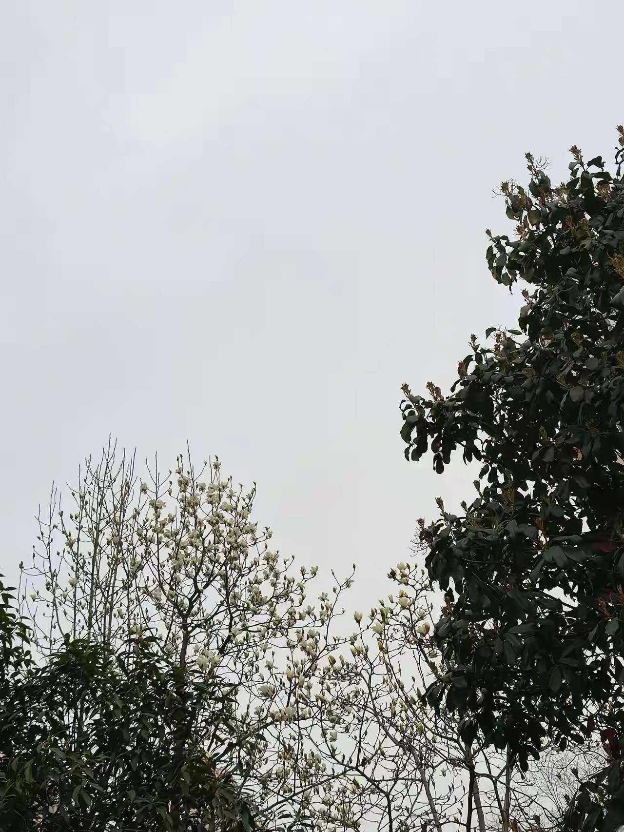 李敖看不上三毛的原因，他在一次节目里说的很清楚。当年他出狱后，皇冠出版社的平鑫涛