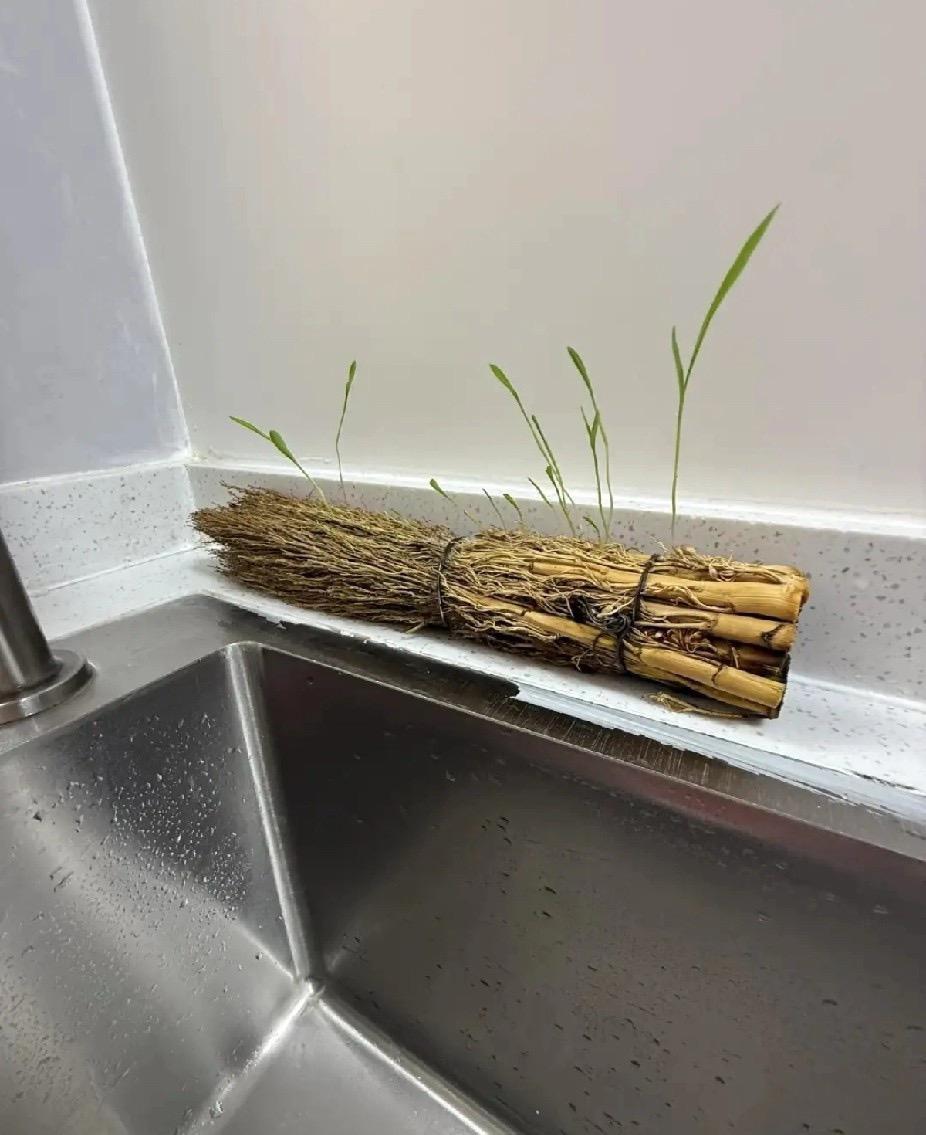 这怎么还能发芽呢