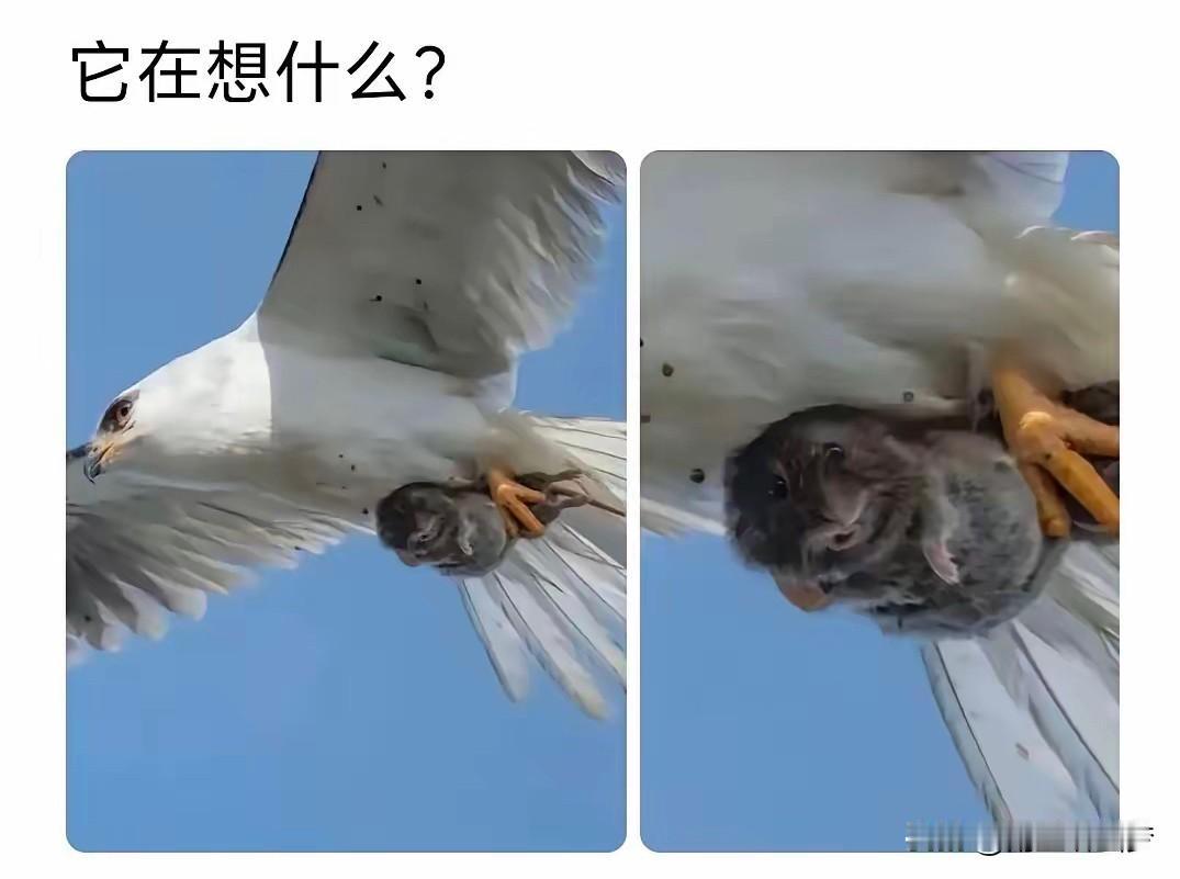 带你飞的不一定是贵人，有可能是贵人鸟[滑稽笑]