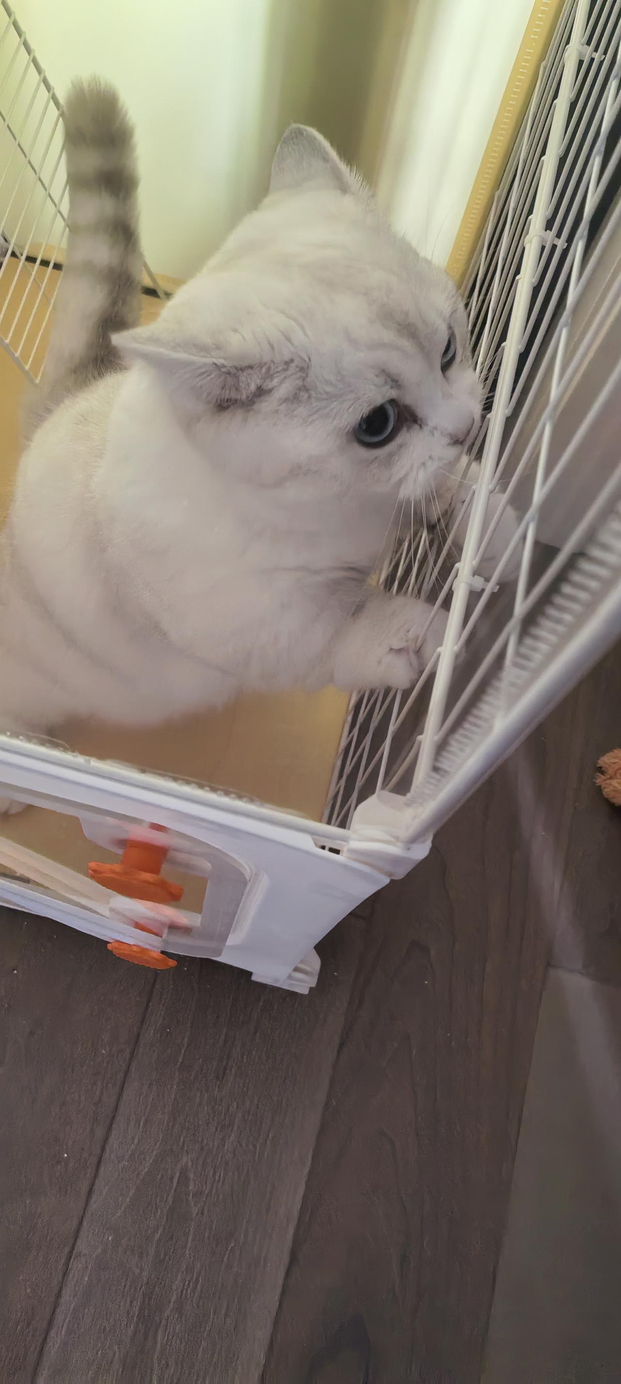 这幅画面，简直让人忍不住想笑又心生怜爱。猫咪的每一个动作，都像是在用它们独特的方