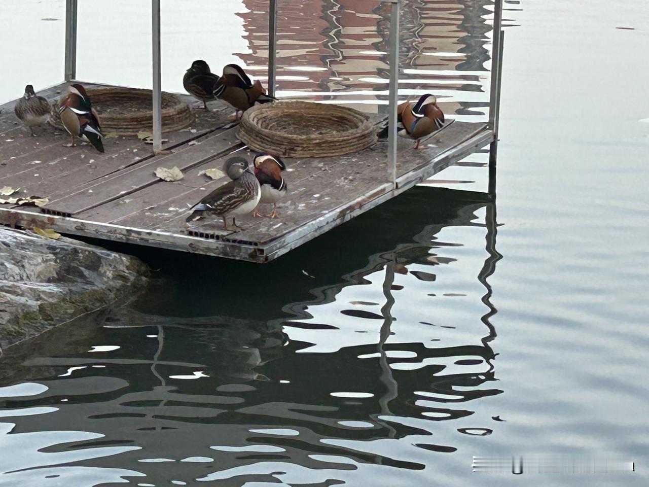 公园里，管理人员特意给水鸟们搭建了一个家。你们仔细看这些鸳鸯，它们一对一对，