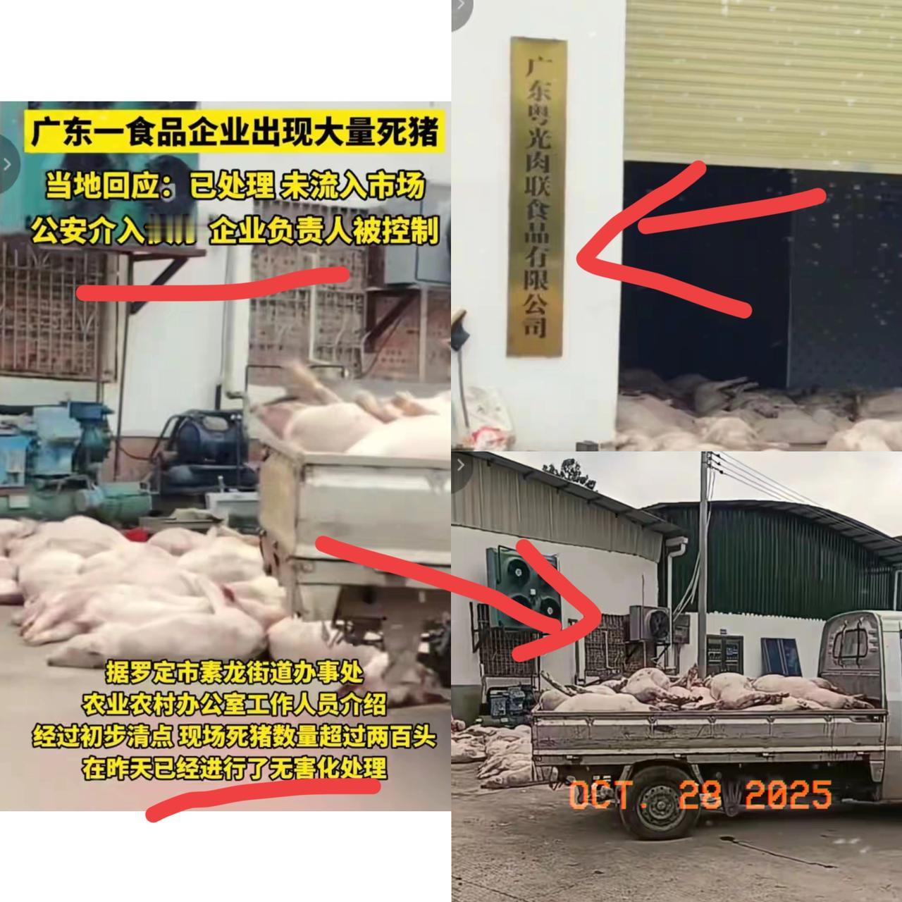 跑不掉了!食品厂收购大量死猪准备加工,老板被抓,当地紧急回应网友爆料广东粤