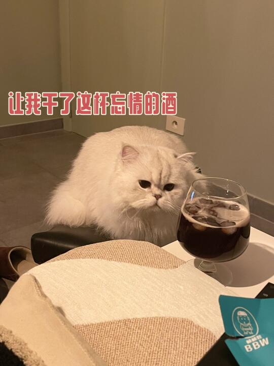 猫猫和美酒配！🍷