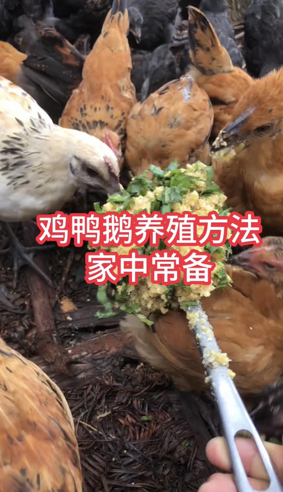 鸡鸭鹅养殖养鸡养殖鸡鸭鹅