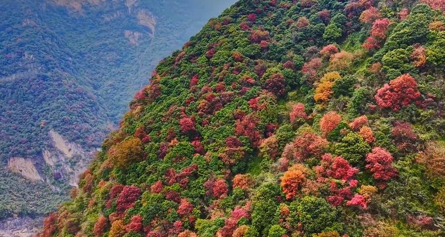 层林尽染藏不住！龙河丰都段现“五彩峡谷”，马良大桥周边成打卡地近段时间，龙河峡