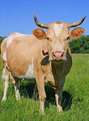 阿根廷为啥非得跑一万多公里，把牛肉便宜卖到中国？因为他们的牛肉，在阿根廷附近区域