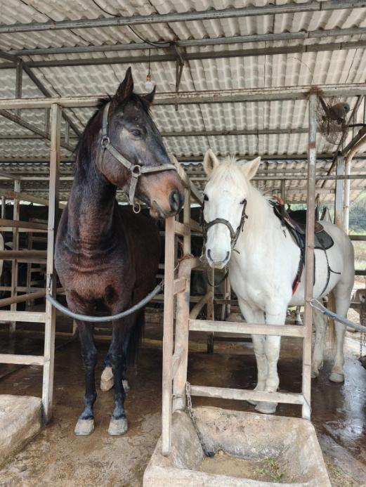 中国每年有数十万匹马被屠宰，可是在国内几乎看不到有人吃马肉，这些马肉都流向哪里了