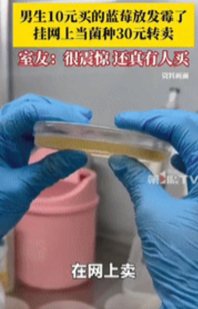 赚大发了！”湖北武汉，一男子花10元买了盒蓝莓，带回寝室后忘了吃发霉了，男子灵机