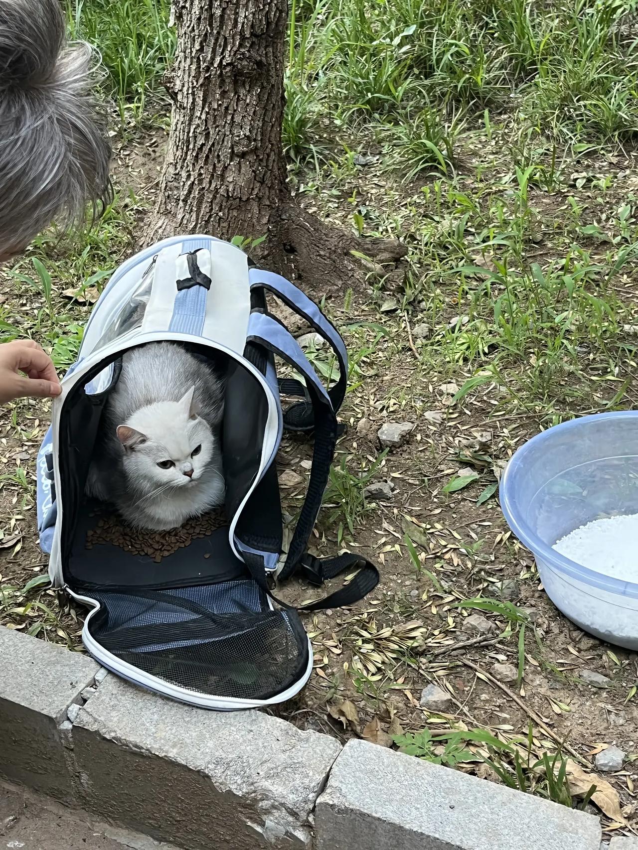 丢弃自家猫咪的人，你们又是一种什么样的心态，如何去面对曾经和自己朝夕相处多年的猫