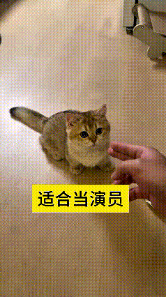 这个视频我看了好几遍，真是把我给逗乐了。主人伸出手，把手比作手枪，对着小猫假装开