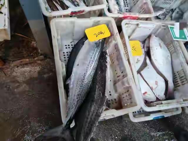 兄弟们，青岛的大鲅鱼“跳水价”20元/斤，赶紧给老丈人送鲅鱼喽！青岛沙少口码头