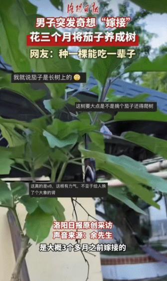“脑子太好用了！”江西，一名男子突发奇想，“嫁接”家里种的茄子，果然，花3个月就