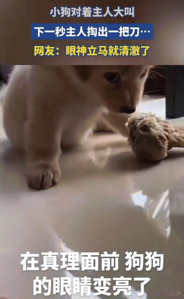 笑不活了！江苏，狗狗为了护食冲着主人大叫，下一秒主人直接扔出来一把菜刀。没想到狗