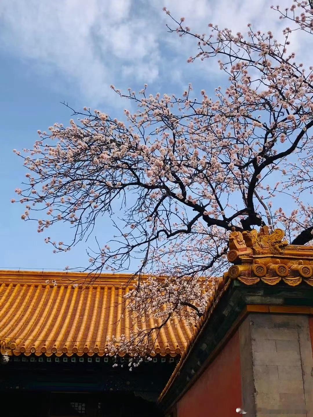 故宫的春夏秋冬一眼惊艳前年春天再次打卡故宫，拍了故宫的春天，故宫里面的桃花、梨花